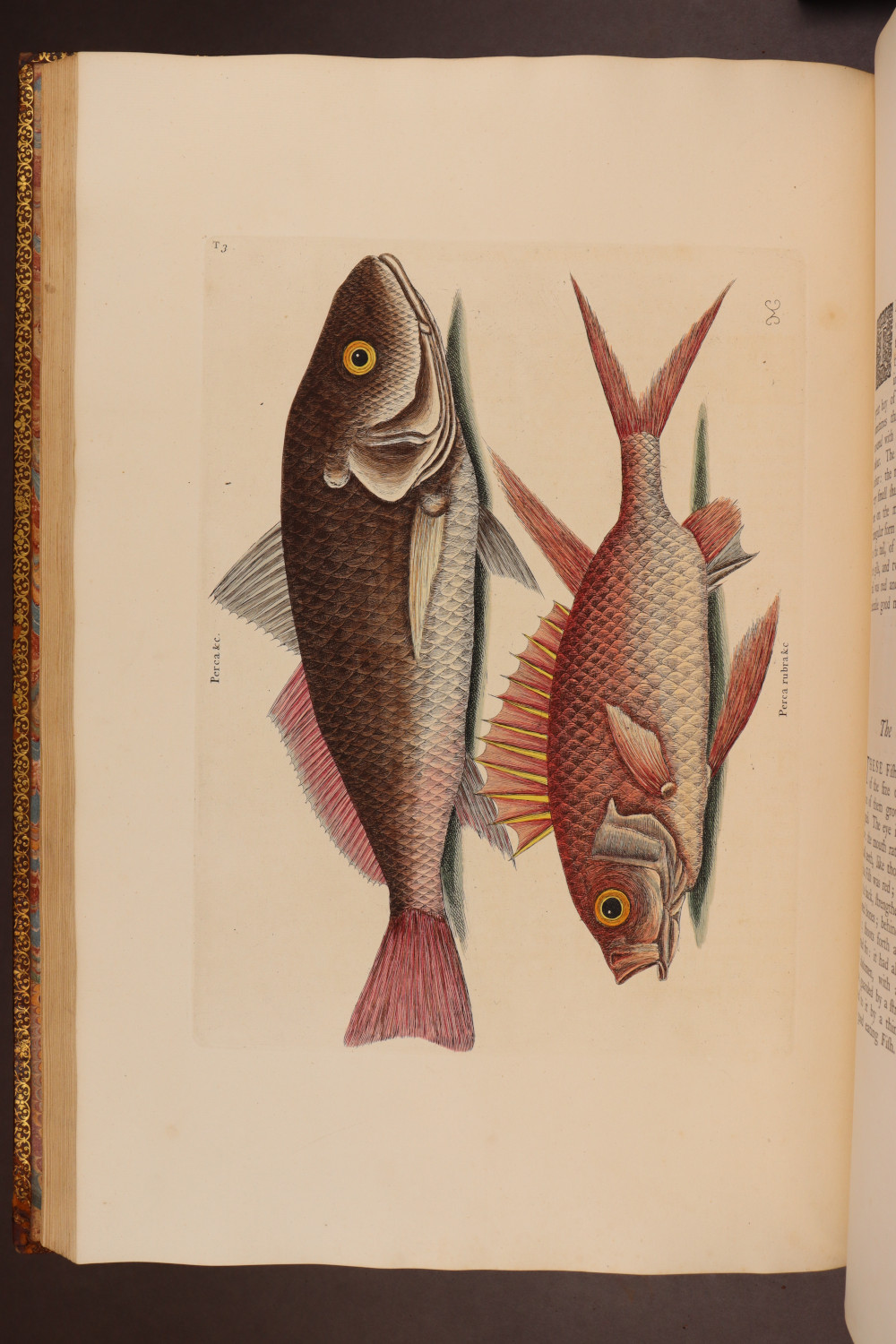 Plate 3